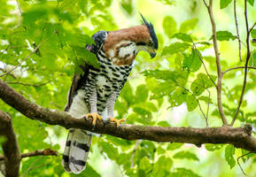 Ornate Hawk Eagle by Azany on DeviantArt