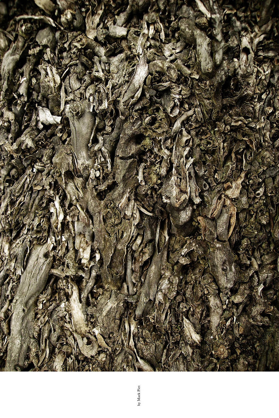 FREE TEXTURE - 0258 by markpiet