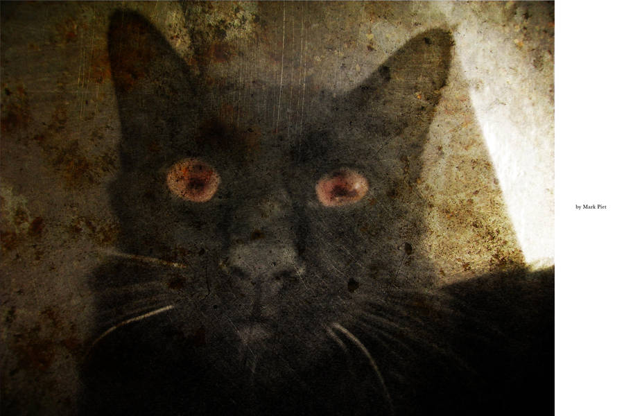 CAT HORROR : CRAZY by markpiet