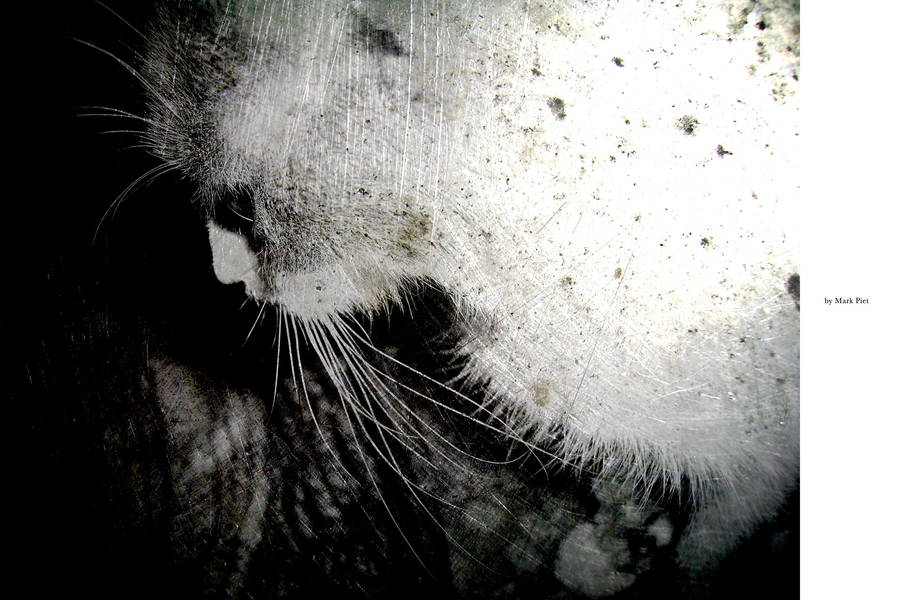 CAT HORROR : BLAIRWITCH by markpiet