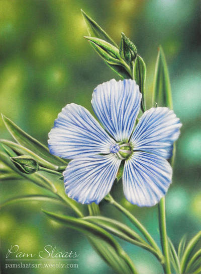 Linum Usitatissimum by pamslaats
