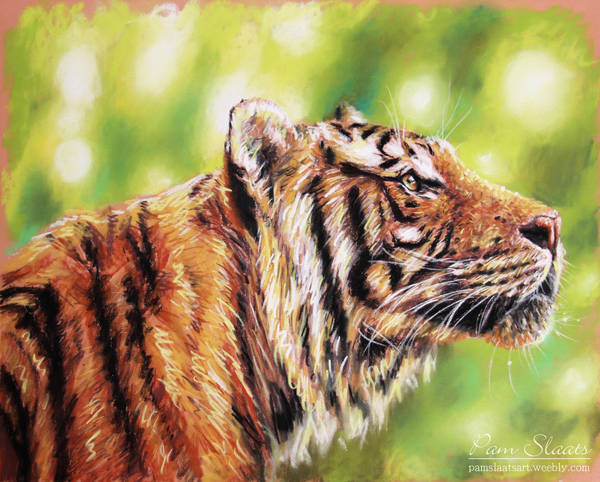 Tiger sketch by pamslaats