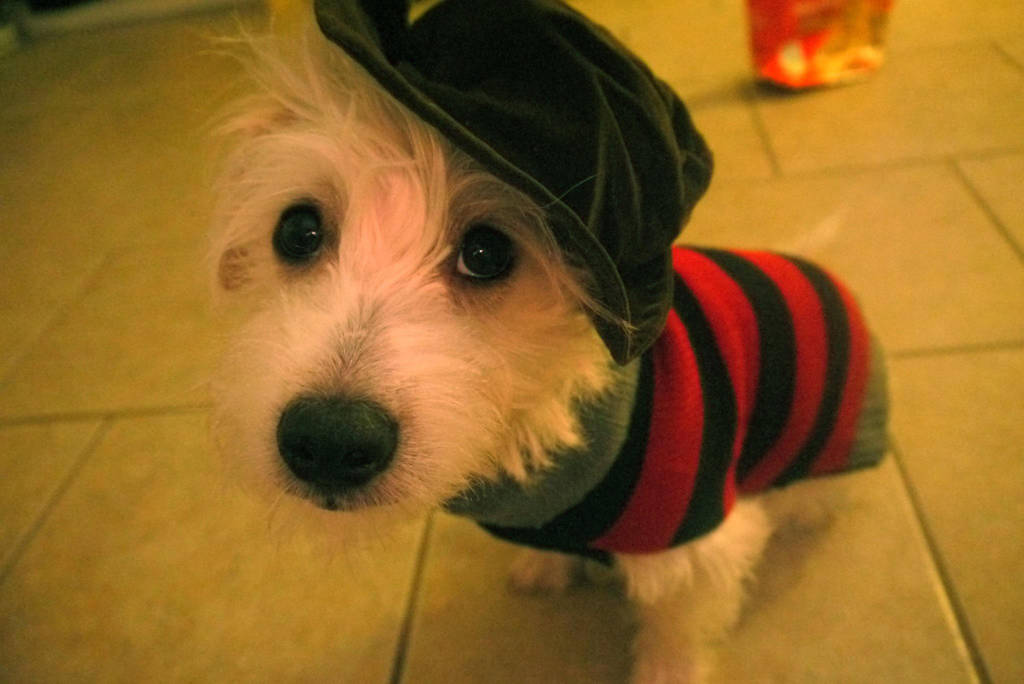 Doggy Krueger by VioletteOwl