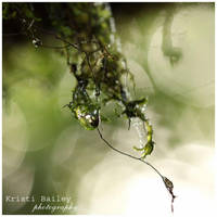 Natures Tears by FromSleepyHollow