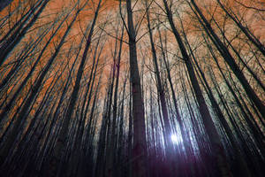 Trees by NickBaker1689