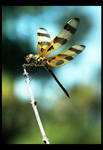Dragonfly by shuttermonkey