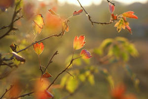 dog days are over by arvena