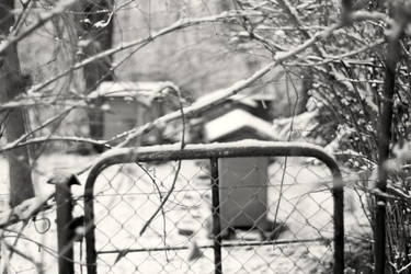 studium ula za plotem by arvena