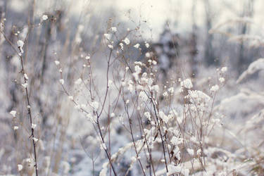 the fragile by arvena