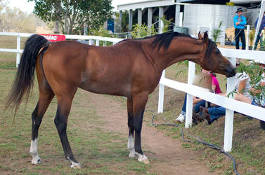 GE Arab bay stand neck stretched out side view by Chunga-Stock
