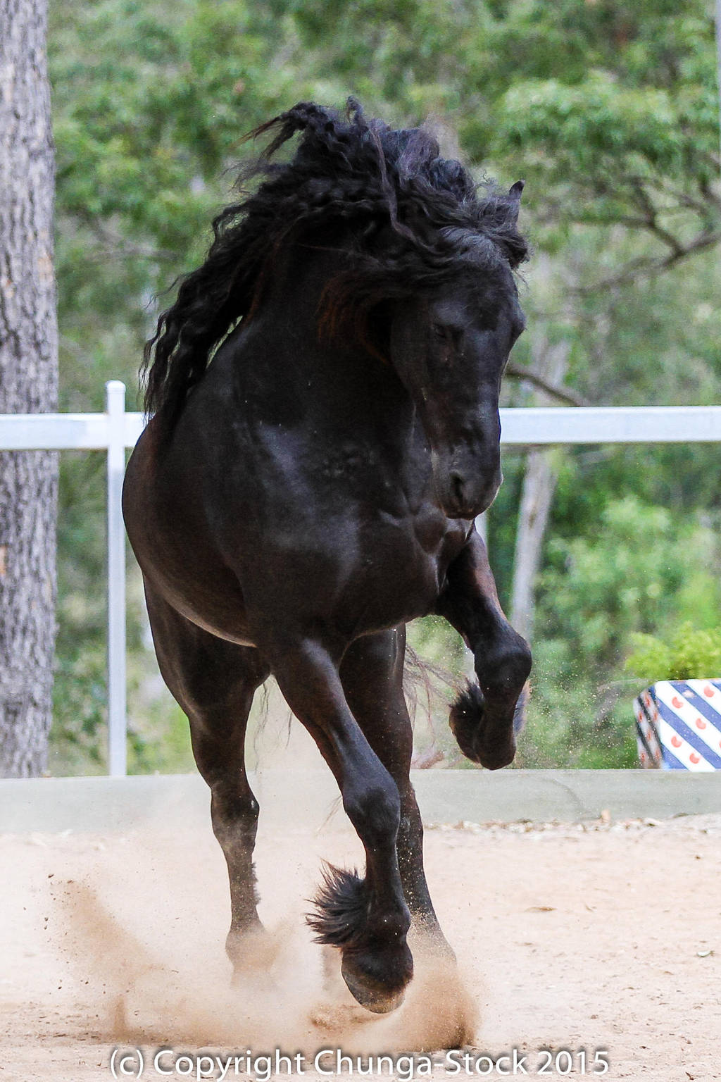 E Friesian leaping up front view by Chunga-Stock