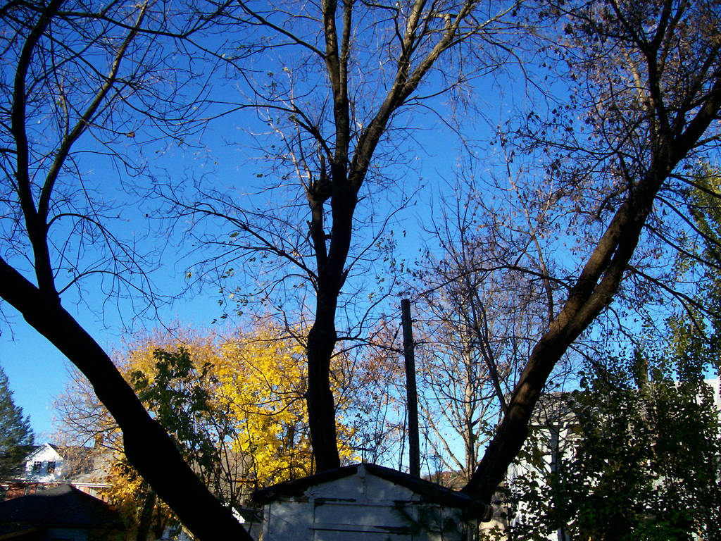 Forked Tree before it broke and then was cut by caspercrafts