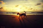 Beachboy by justJAZZ