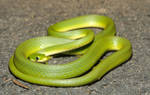 Opheodrys aestivus aestivus by michael-ray