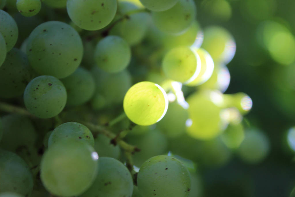 Green Grapes Wallpaper by Rineleo95 on DeviantArt