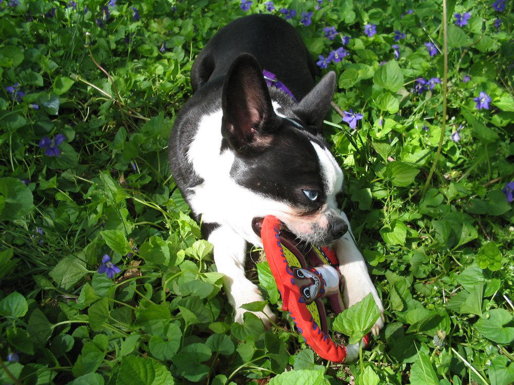 Niku in the Violets by forchancookie