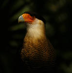Crested Caracara.. by alphamegapixel