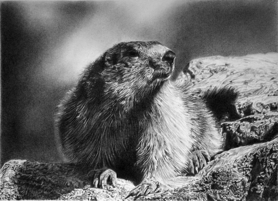 Phil the groundhog by francoclun