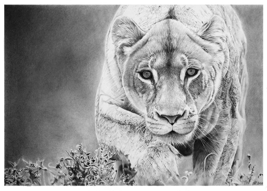 Lioness by francoclun