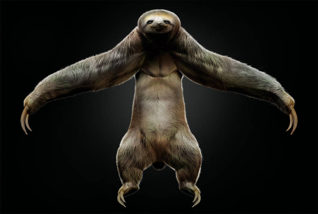 Sloth by JBVendamme