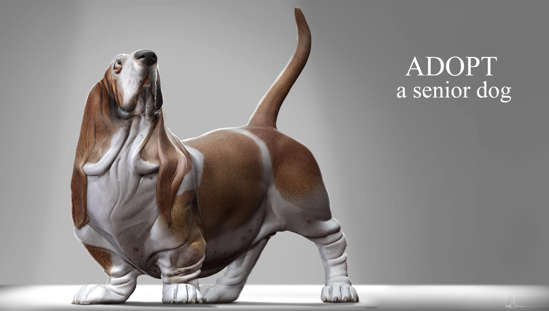 Adopt a senior dog by JBVendamme