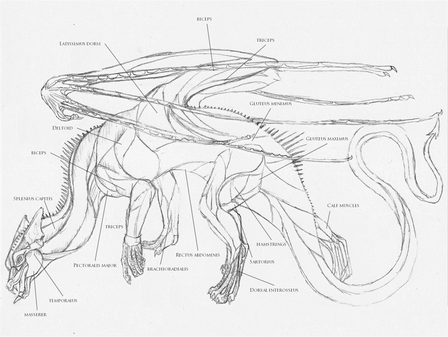 European dragon anatomy MUSCLE by Savamther