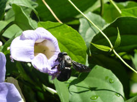 Xylocopa violacea by BK-81