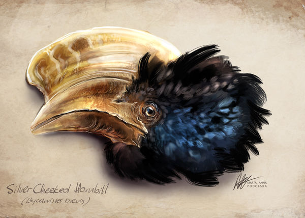 Silver Cheeked Hornbill by ISHAWEE