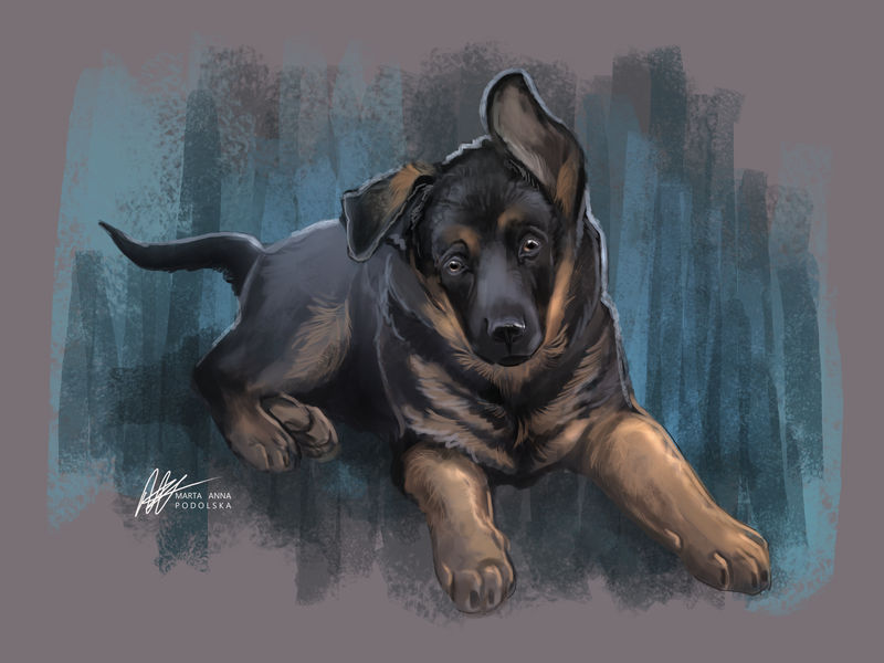 German Shepherd pup by ISHAWEE