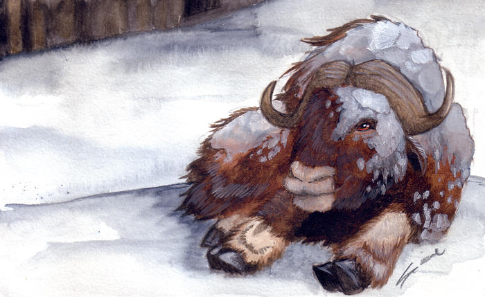 Winter: Musk Ox by shiverz