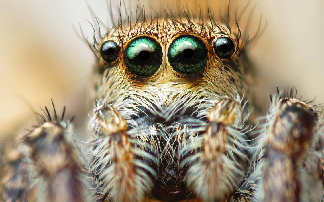 spider_eyes_by_rickytaun_dbc4rdq-pre.jpg