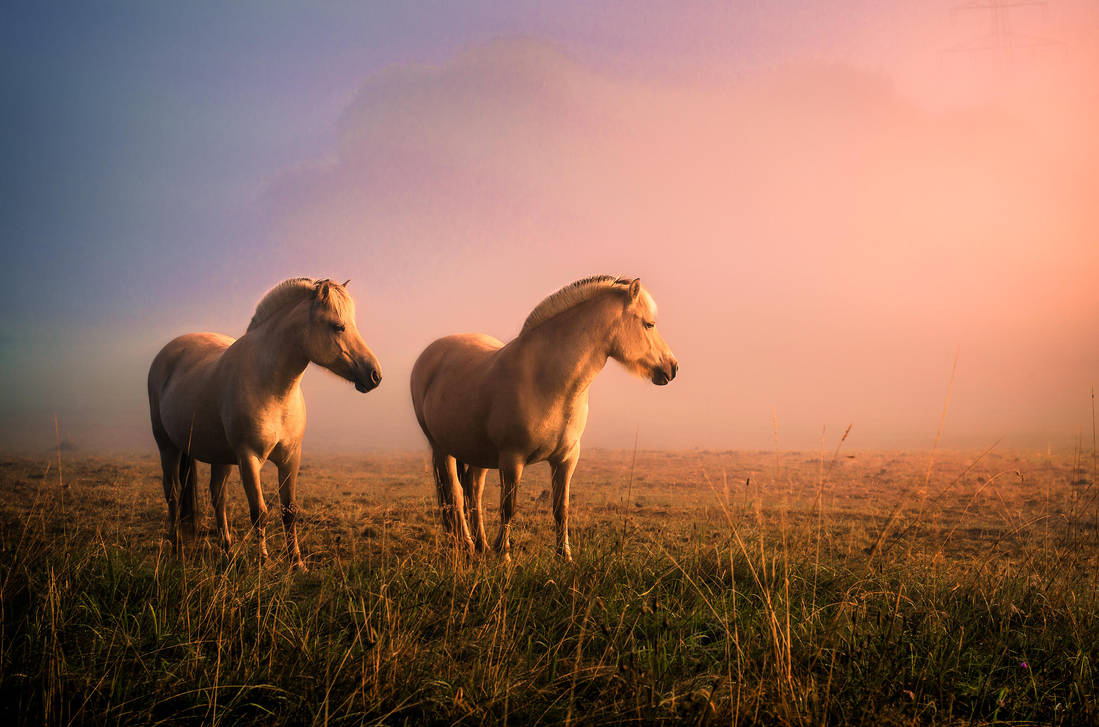 We are horses! by Threepwoody