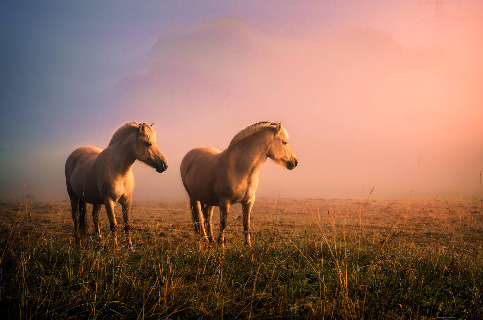 We are horses! by Threepwoody