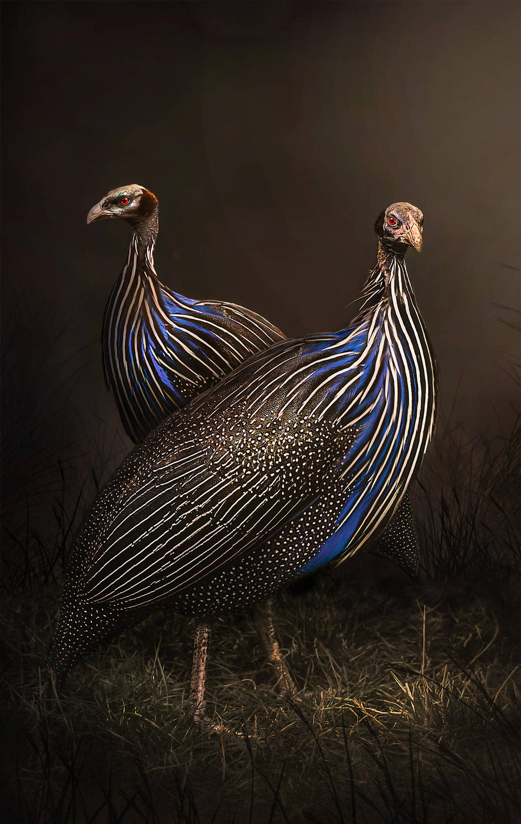 Geierperlhuhn by Threepwoody