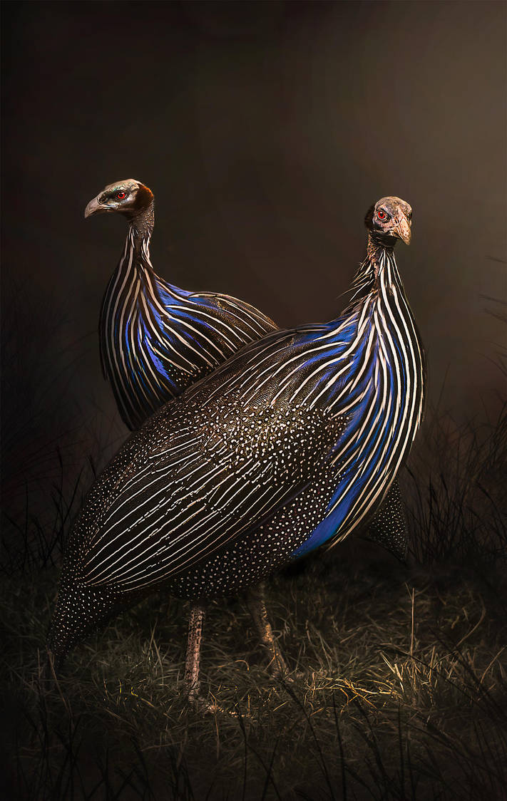 Geierperlhuhn by Threepwoody