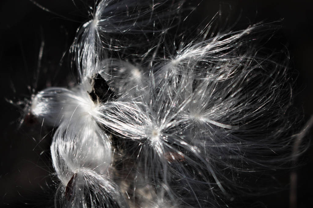 Fall Seeds II by RainingSakura