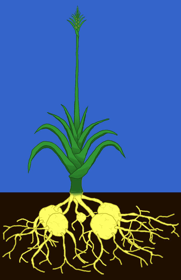 A Cultivar by Imperator-Zor