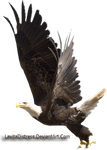 Eagle stock by KarahRobinson-Art