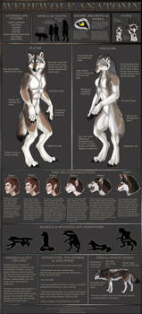 Werewolf Anatomy by sugarpoultry