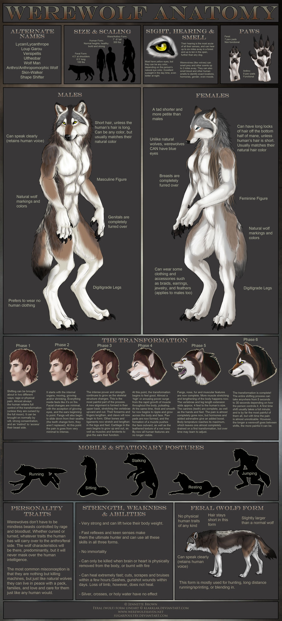 Werewolf Anatomy by sugarpoultry