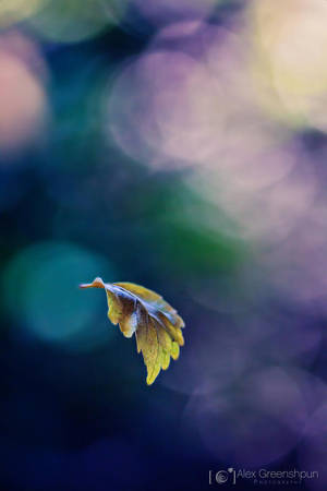 First Flight by alexgphoto First Flight by alexgphoto