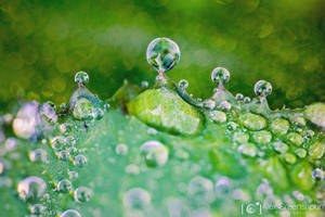 Rain's Ephemeral Crown by alexgphoto Rain's Ephemeral Crown by alexgphoto