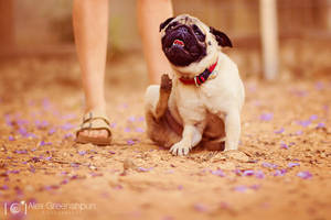 Wesley the Pug by alexgphoto Wesley the Pug by alexgphoto