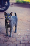 Case of the Curious Cat by alexgphoto
