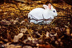 Follow the White Rabbit by alexgphoto