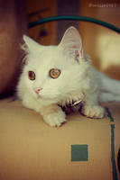 esperanza II by MISSO-1987