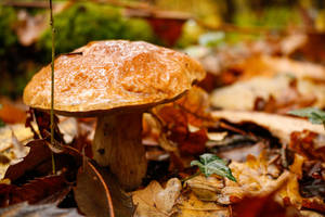 Mushrooms by SP4RTI4TE