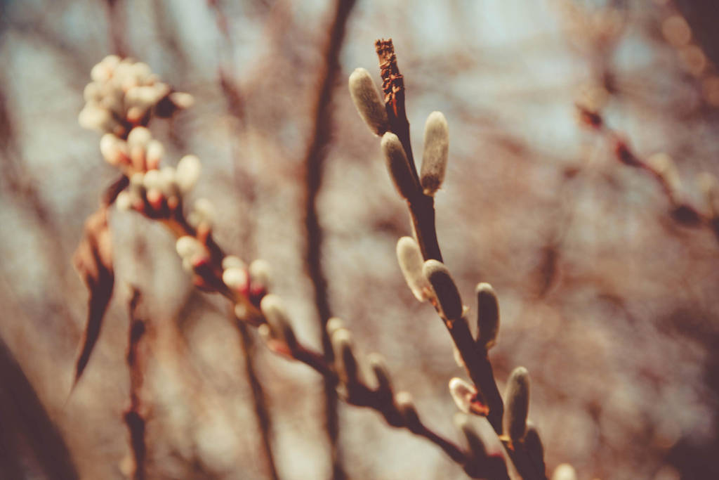 Spring by photographybyteri