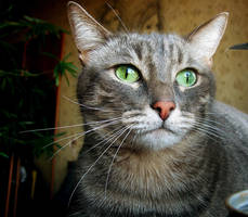 W I L L I A M by AlinaGorn