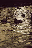 day in paradise by HisuiSolange